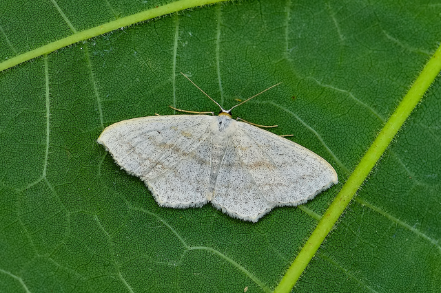 Scopula nigropunctata - feketepettyes araszoló