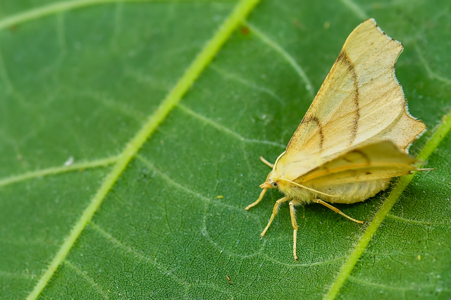 Ennomos erosaria - hársfa-levélaraszoló
