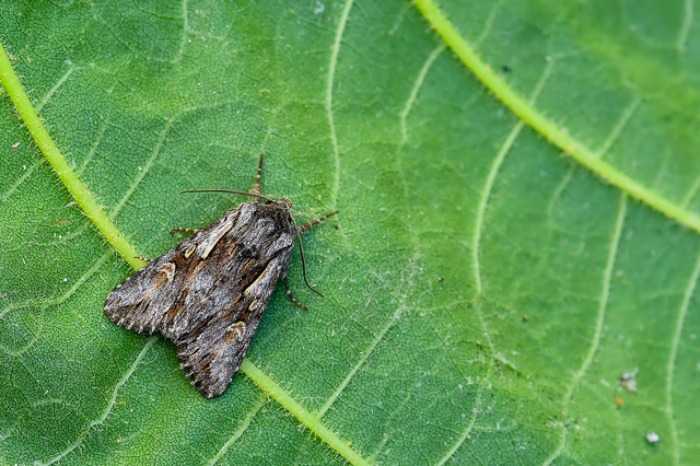 Chloantha hyperici - orbáncfű-sugarasbagoly