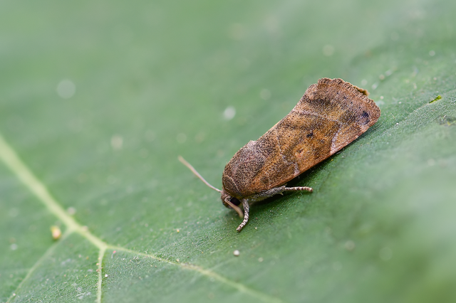 Cosmia affinis - barna lombbagoly