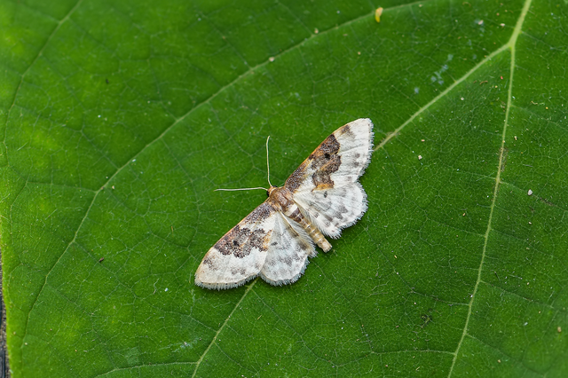 Idaea rusticata - tarka apróaraszoló