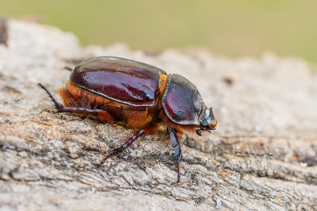 Oryctes nasicornis - orrszarvú bogár