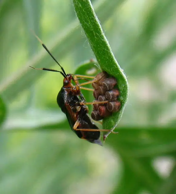 Deraeocoris ruber - vöröses mezeipoloska