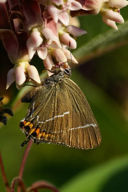 Satyrium w-album - szilfa-csücsköslepke