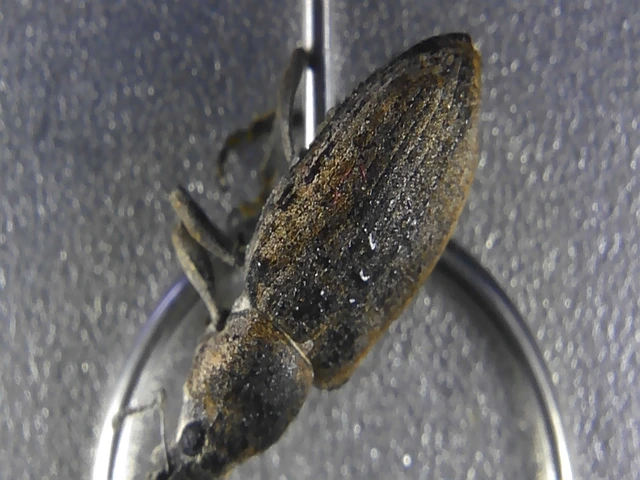 Tanymecus palliatus - közönséges hegyesfarúbarkó