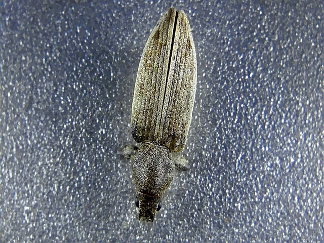 Tanymecus palliatus - közönséges hegyesfarúbarkó