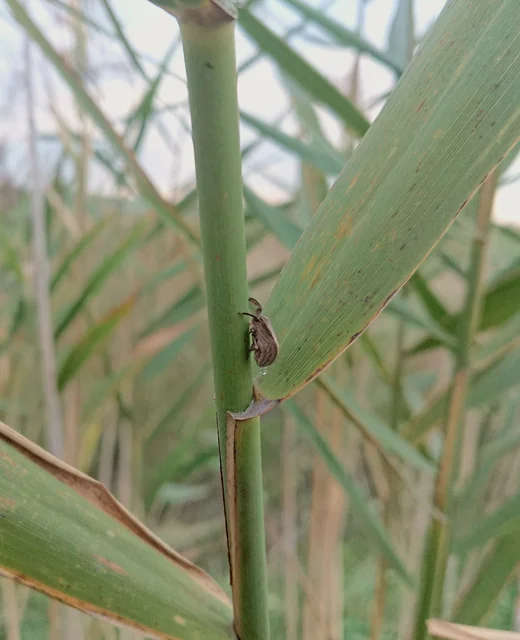 Caliscelis wallengreni Caliscelis wallengreni
