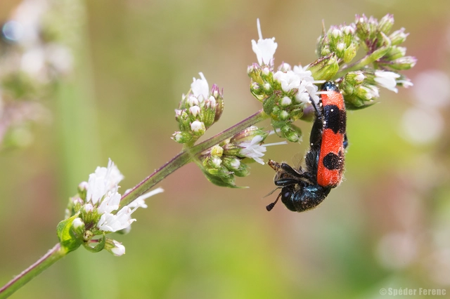 Trichodes apiarius - szalagos méhészbogár
