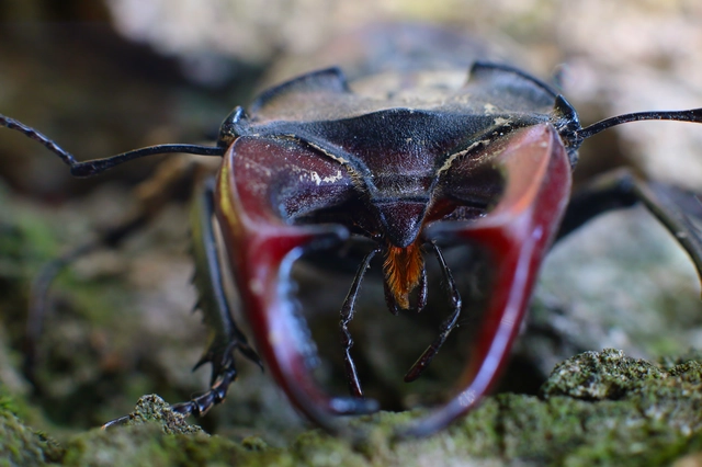 Lucanus cervus - nagy szarvasbogár