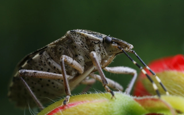 Rhaphigaster nebulosa - bencepoloska