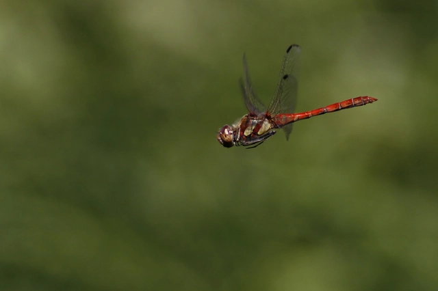 Sympetrum striolatum - harántsávos katona-szitakötő