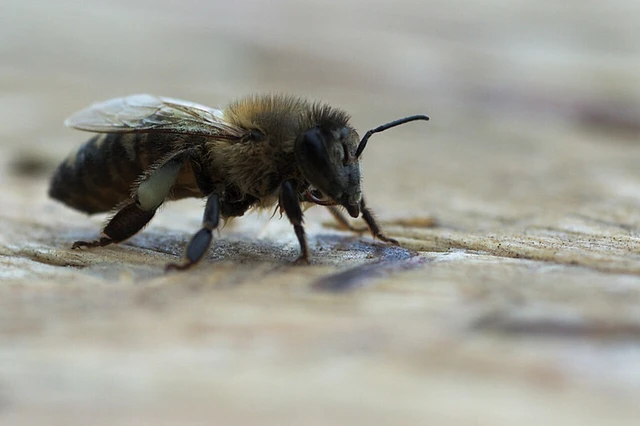 Apis mellifera - háziméh