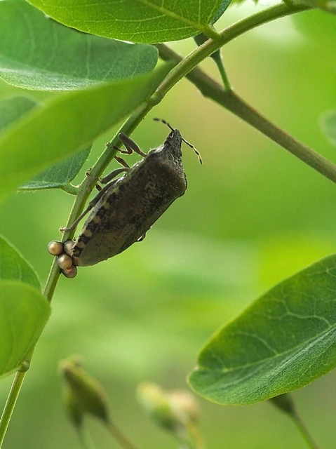 Rhaphigaster nebulosa - bencepoloska