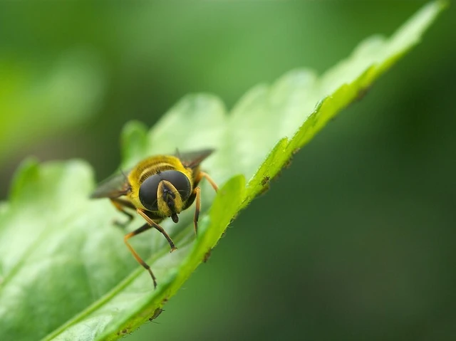 Myathropa florea - halálfejes odúlégy