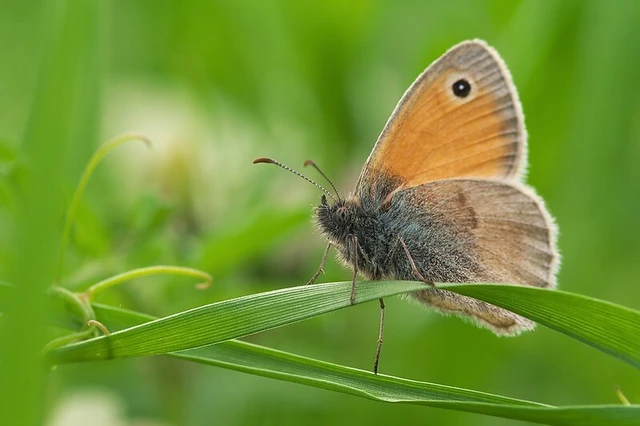 Coenonympha pamphilus - kis szénalepke