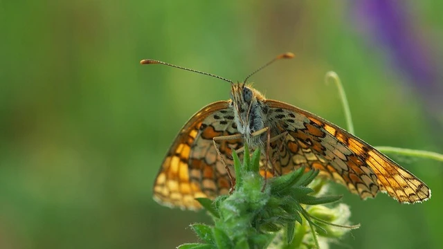 Melitaea phoebe - nagy tarkalepke
