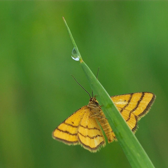 Idaea aureolaria - aranyos sávosaraszoló