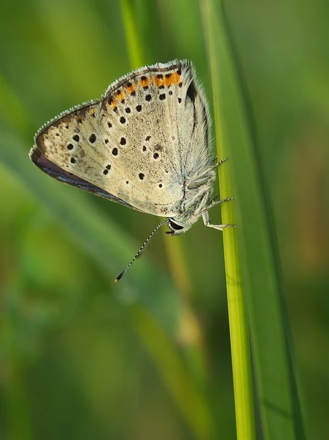 Lycaena tityrus - barna tűzlepke