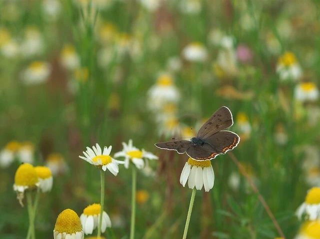 Lycaena tityrus - barna tűzlepke