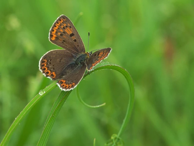 Lycaena tityrus - barna tűzlepke