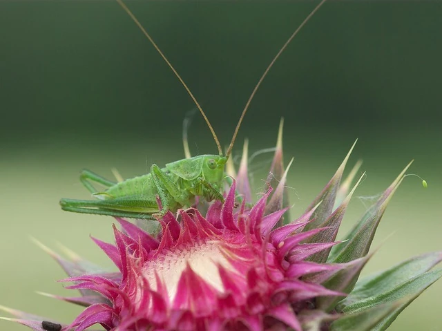 Tettigonia