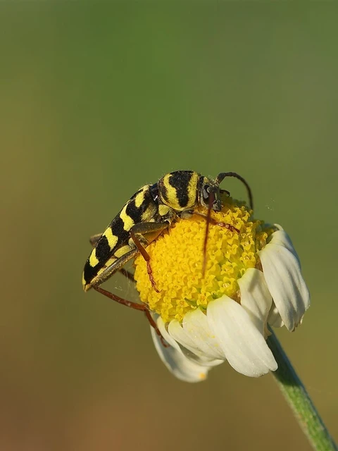Echinocerus floralis - lucerna-darázscincér