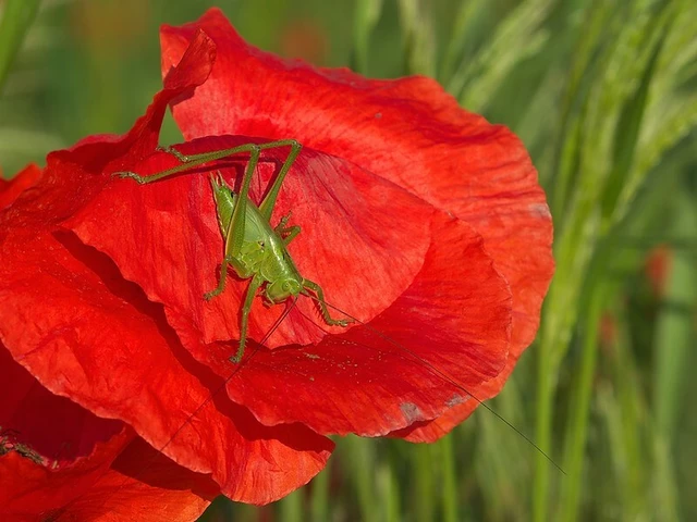 Tettigonia viridissima - zöld lombszöcske