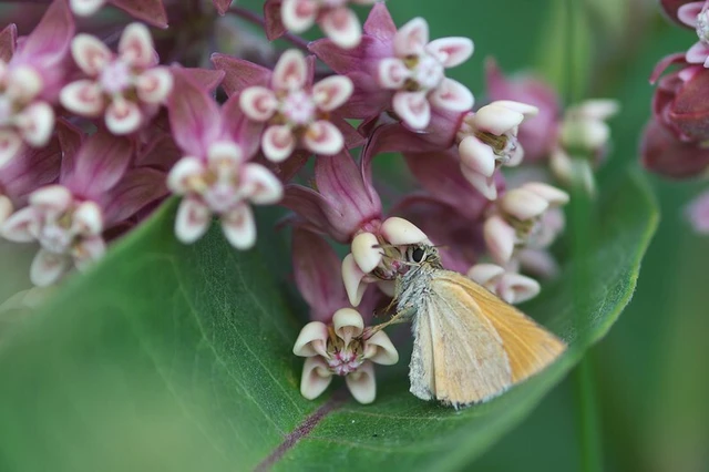Thymelicus lineola - vonalas busalepke