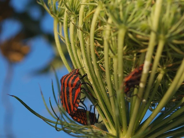 Graphosoma italicum - csíkos pajzsospoloska
