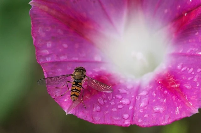 Episyrphus balteatus - ékfoltos zengőlégy