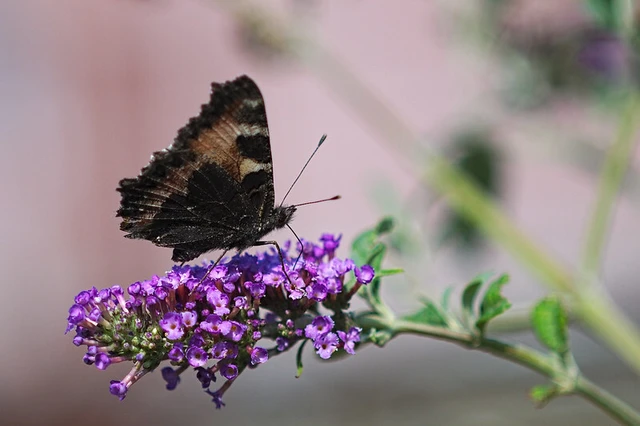 Nymphalis urticae - kis rókalepke