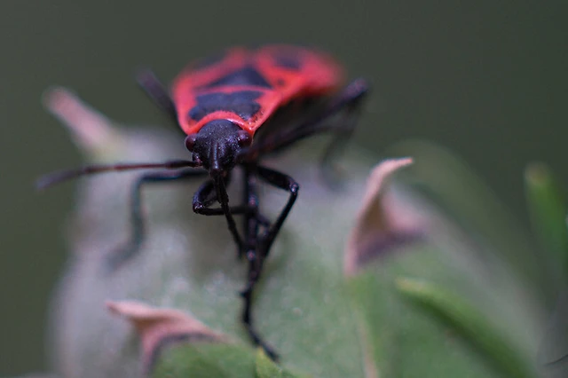 Pyrrhocoris apterus - verőköltő poloska