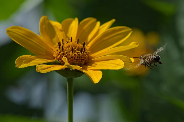 Apis mellifera - háziméh