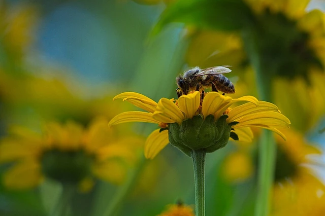Apis mellifera - háziméh