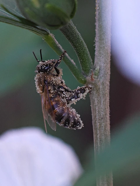 Apis mellifera - háziméh