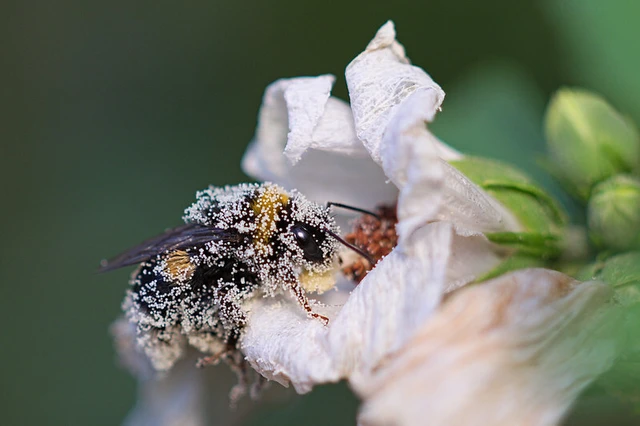 Bombus - poszméhek