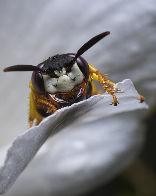 Philanthus triangulum - közönséges méhfarkas