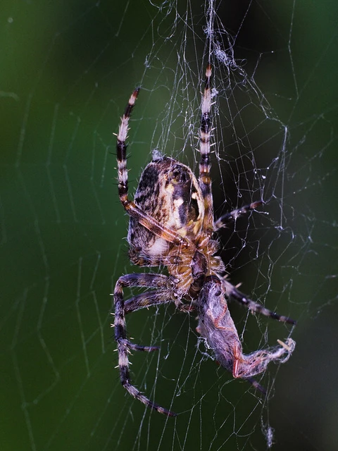 Araneus diadematus - koronás keresztespók