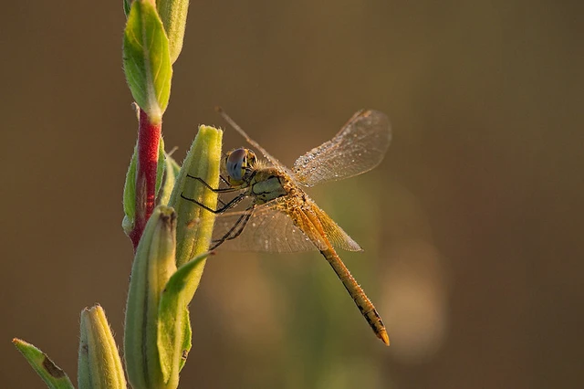 Sympetrum fonscolombii - vándor katona-szitakötő