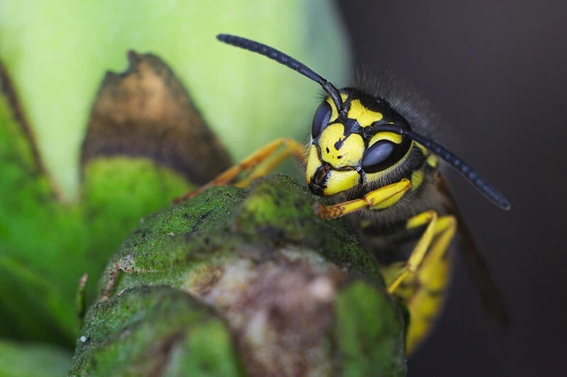 Vespula germanica - német darázs