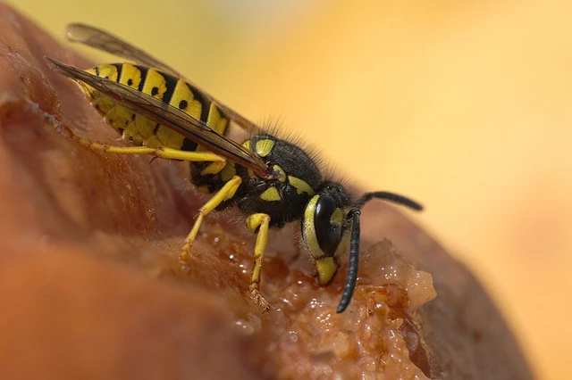 Vespula germanica - német darázs