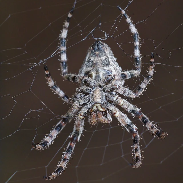 Araneus angulatus - vállas keresztespók
