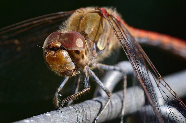 Sympetrum striolatum - harántsávos katona-szitakötő