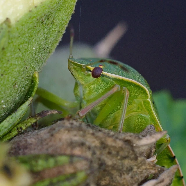 Nezara viridula - zöld vándorpoloska