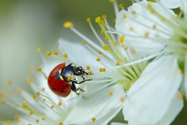 Coccinella septempunctata - hétpettyes katica