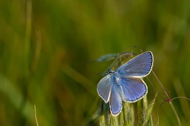 Polyommatus icarus - közönséges boglárka