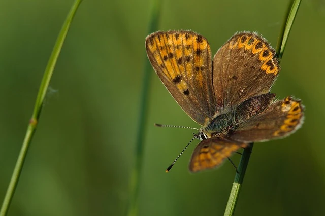 Lycaena tityrus - barna tűzlepke