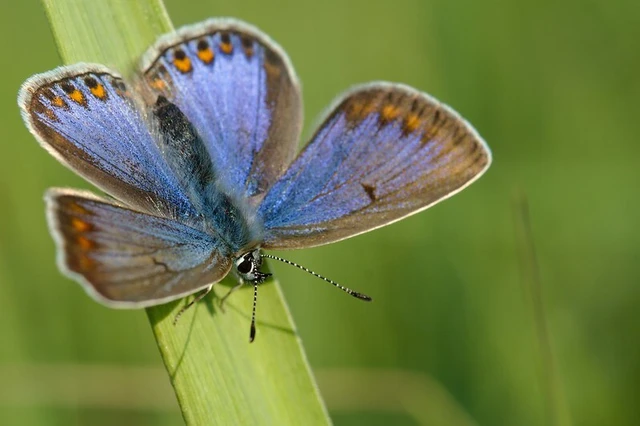 Polyommatus icarus - közönséges boglárka