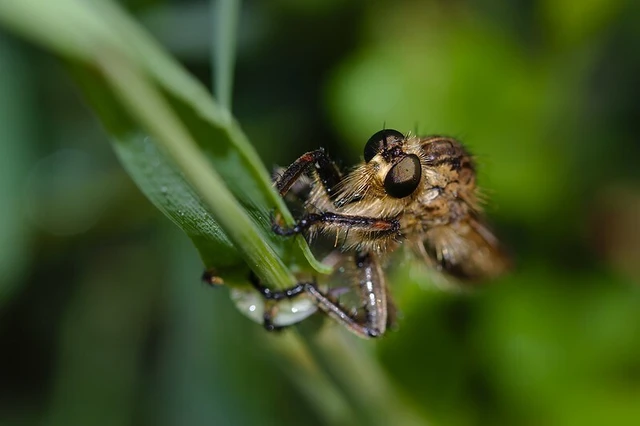 Asilidae - rablólégyfélék