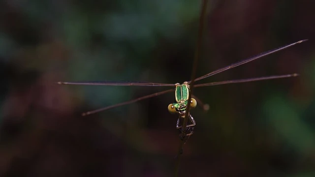 Lestes barbarus - foltosszárnyjegyű rablószitakötő